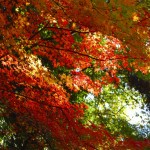 Kyoto Uji Autumn leaves 2012 #1