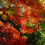 Kyoto Uji Autumn leaves 2012 #3