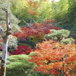 Kyoto Uji Autumn leaves 2012 #7