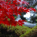 Kyoto Uji Autumn leaves 2012 #9