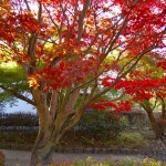 Kyoto Uji Autumn leaves 2012 #10
