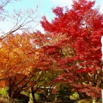 Kyoto Uji Autumn leaves 2012 #11