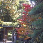 Kyoto Uji Autumn leaves 2012 #12