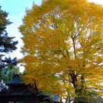 Kyoto Uji Autumn leaves 2012 #13