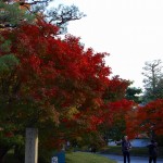 Kyoto Uji Autumn leaves 2012 #14