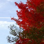 Kyoto Uji Autumn leaves 2012 #16