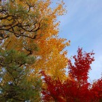 Kyoto Uji Autumn leaves 2012 #18