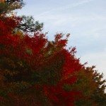 Kyoto Uji Autumn leaves 2012 #19