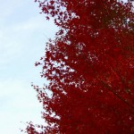 Kyoto Uji Autumn leaves 2012 #20