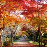 Kyoto Uji Autumn leaves 2012 #21